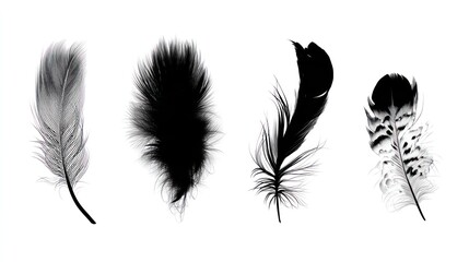 Fototapeta premium Four distinct feathers displayed on a white background.