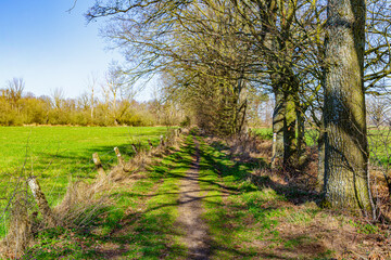 Fototapeta premium Dirt hiking trail with huge bare trees, agricultural plots covered in green pasture, abundant wild weeds, bushes, sunny winter day in Maaseik, Belgium