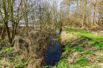 Narrow stream between abundant wild vegetation, weeds, green grass and bare trees, flowing into lake in background, Tosch-Langeren Nature Reserve on sunny winter day in Maaseik, Belgium © Emile