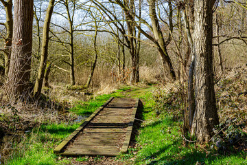 Fototapeta premium Hiking trail in marshy terrain with a straight wooden walkway in Tosch-Langeren nature reserve, surrounded by puddles of water, bare trees, wild grass and dry scrub, winter day in Maaseik, Belgium