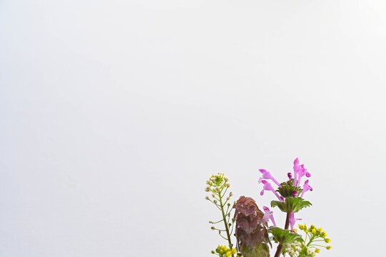 摘んできた野の花