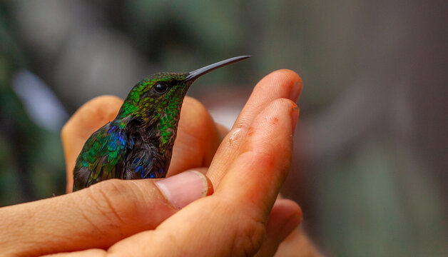 Hummingbird in the Hand