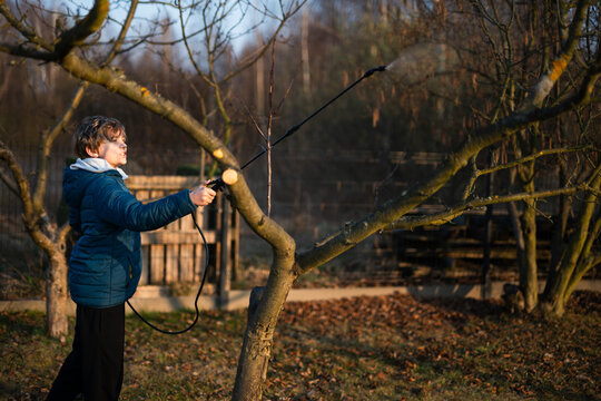 Young gardener spraying fruit tree branches with a manual pump sprayer for pest control and disease prevention in early spring.