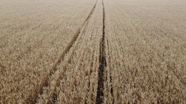 Aerial drone shot over golden wheat field with tracks. This video is suitable for agriculture, machinery, rural life, and harvest themes.