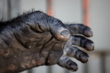 Obraz premium Chimpanzee hand behind bars close up captivity concept