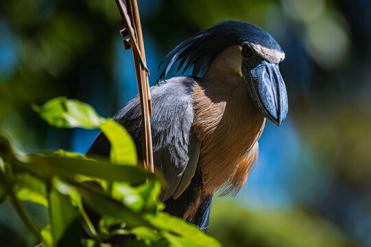 Boat-billed heron (Cochlearius cochlearius)