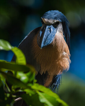 Boat-billed heron (Cochlearius cochlearius)