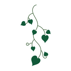 Obraz premium Green heart-shaped leaves hang from a vine.