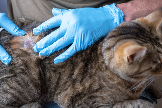Cat being treated for suspected outdoor-transmitted ringworm by gloved veterinarian, visible patch on side, start of clinical recovery.