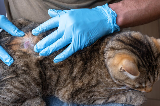 Veterinary check of cat with fur missing from skin disease, ringworm or fungus contracted on street, medical examination and treatment begin.