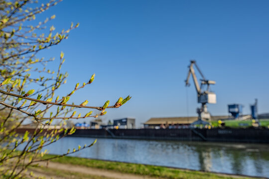 Neue Bl&auml;tter wachsen an einem Baum am Wasser in einem Industriegebiet an einem sonnigen Tag im Fr&uuml;hling