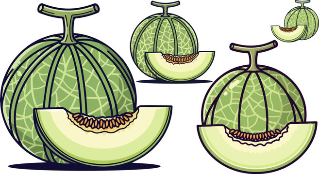 Green melons, whole and sliced, cartoon style, vector graphics, fresh produce