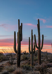 Vertical Ratio View Of Saguaro Cactus At Sunset Time In Phoenix AZ area.