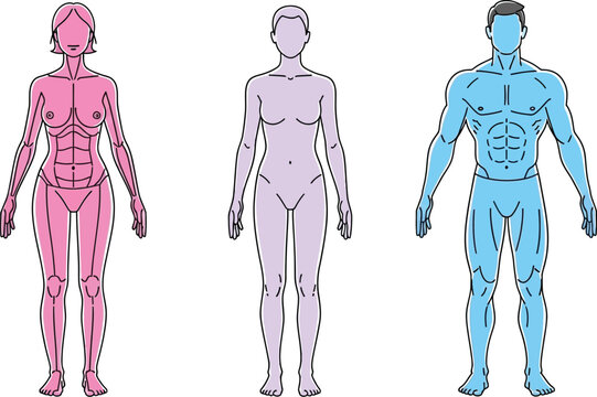 Silhouettes of male and female anatomy showing muscle groups and structure.