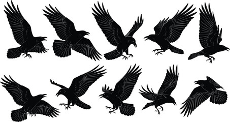 Raven silhouette illustration, flying bird poses, black crow artwork, dynamic feather motion, spooky Halloween design, wildlife flight pattern art © English boys