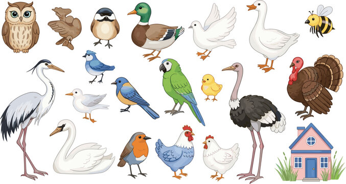 Comprehensive Bird Vector Collection Featuring Owl Mallard Duck Swan Parrot Ostrich Heron Chicken and Turkey Illustrations for Educational Biology Nature Guides and Wildlife Graphic Design Projects