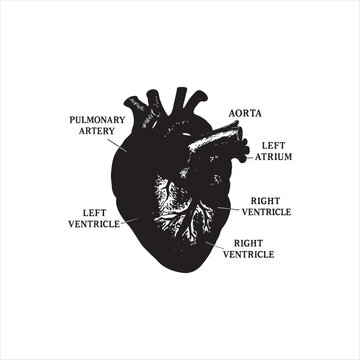 Anatomical Diagram of Human Heart with Labeled Chambers and Major Arteries