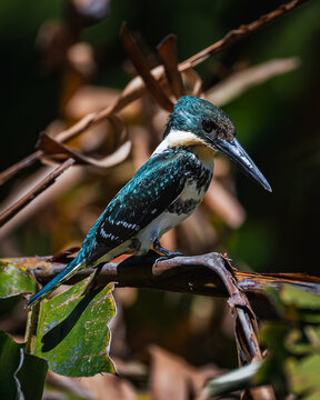 Green kingfisher (Chloroceryle americana)