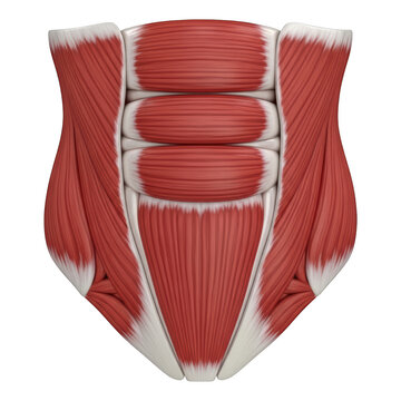 Detailed illustration of human abdominal muscles isolated on transparent background