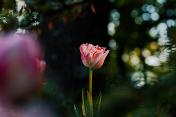 Obraz premium A pink tulip standing alone in a lush green garden with blurred background