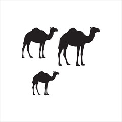 Obraz premium Three Camels Silhouette Standing Together Against White Background