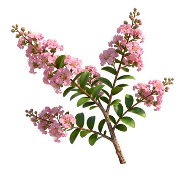 [Transparent Background PNG]Pink Crape Myrtle Flower Branch with Green Leaves