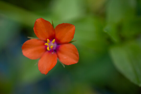 Orange flower - Anagallis arvensis - Lysimachia arvensis - Scarlet pimpernel - Red pimpernel - Red chickweed - Poor man's barometer - Poor man's weather-glass - Shepherd's weather glass - Shepherd's c