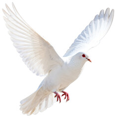 Obraz premium [Transparent Background PNG]White Dove in Flight, Symbol of Peace
