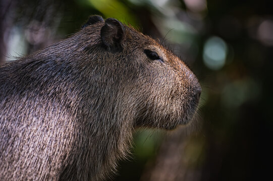 Capybara (Hydrochoerus hydrochaeris) 