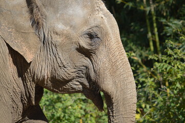 Naklejka premium Elephant up close
