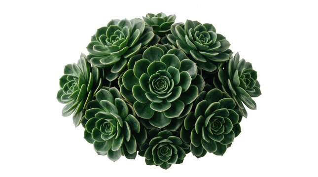 Succulent plants with green leaves arranged in a circular pattern