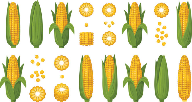 Corn Vegetable Illustration Vector Set. Corn vegetable vector set with whole cob kernels slices and pieces isolated colorful food illustration