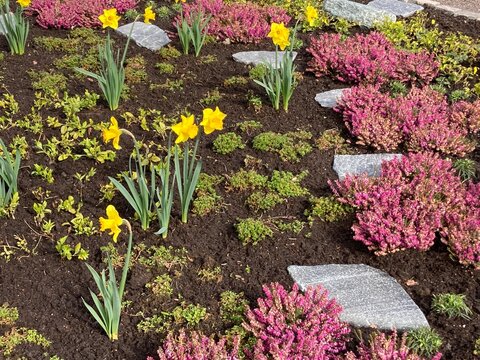 Narzissen und Heidekraut bl&uuml;hen im Steingarten