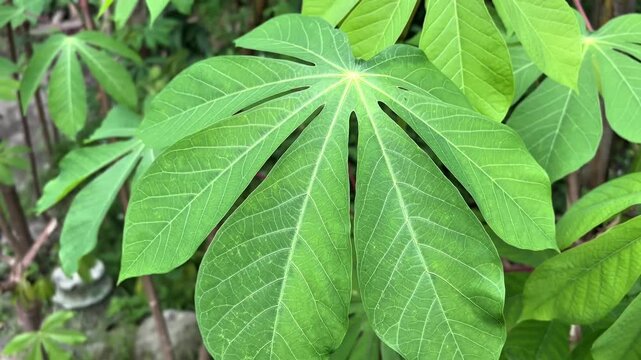 Close-up of Manihot esculenta leaves, camera smoothly pulling out.