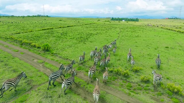 Aerial view of a herd of zebras running across expansive green grasslands and a dirt track in Kenya.