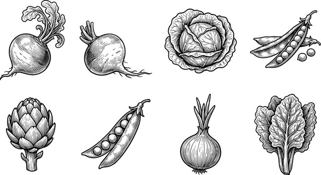 Vegetables and Greens Sketch Vector Collection. Hand drawn vegetables vector collection including cabbage onion beetroot peas artichoke and leafy greens isolated detailed botanical sketch illustration