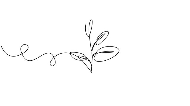 Animated self drawing of continuous line draw of hand holding plant with leaf.  Full length one line animation. 4K, Hands holding leaves branch continuous line drawing animated video. Plant in hands.