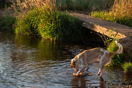 Dog playing by a river in the scenic countryside