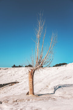 Winter tree in stark Pamukkale landscape