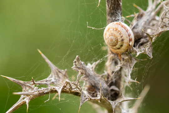 Snail on thorny branch amid cobwebs in springtime