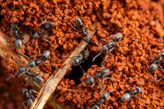 Close-up of ants in their natural habitat