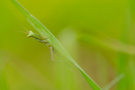 Praying mantis perched gracefully on a green leaf