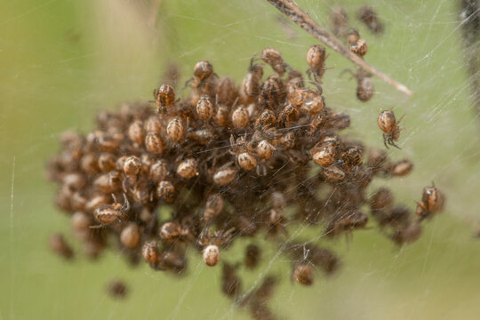Cluster of spiderlings in spring macro shot