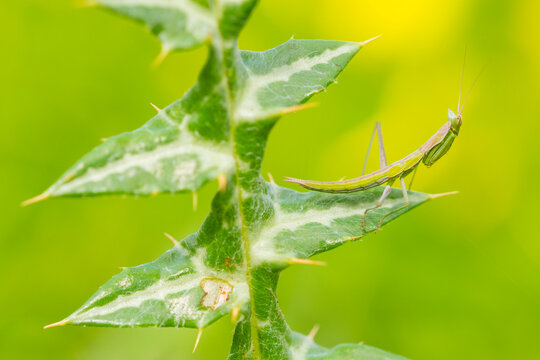 Praying mantis on green thorny plant in spring