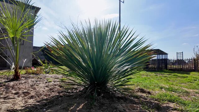 Yucca rostrata plant in sunny garden, exotic Beaked Yucca with blue-green narrow leaves, hardy desert succulent in home landscaping, ornamental mediterranean style garden, drought tolerant botanical p