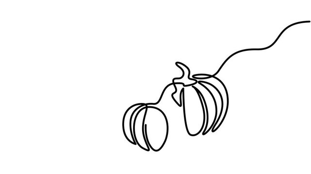 Pumkin continuous one line drawing animation.Self animated continuous one line drawing video.