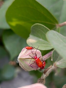 Two bright red boxelder bugs resting on a pale green cottonwood seed pod