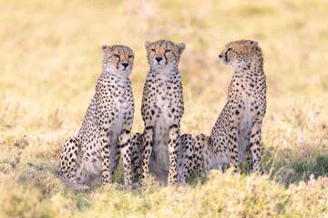 Cheetah Family Portrait © George Erwin Turner