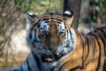 Fototapeta premium Tiger portrait close up face