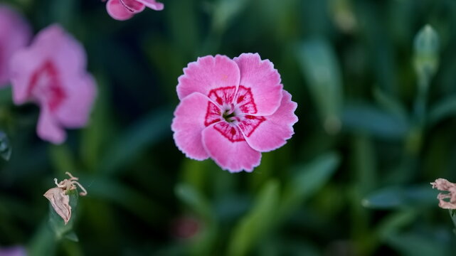 Vibrant pink garden carnation (Dianthus) flower in close-up, featuring a dark red pattern in the center, set against a blurred dark green foliage background.
